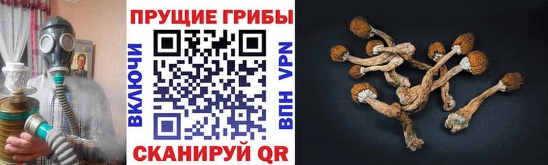 Купить закладки  Пестово  Галлюциногенные грибы мухоморы 